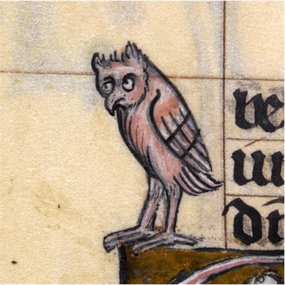 baffled owl