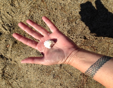 hand holding a clam shell