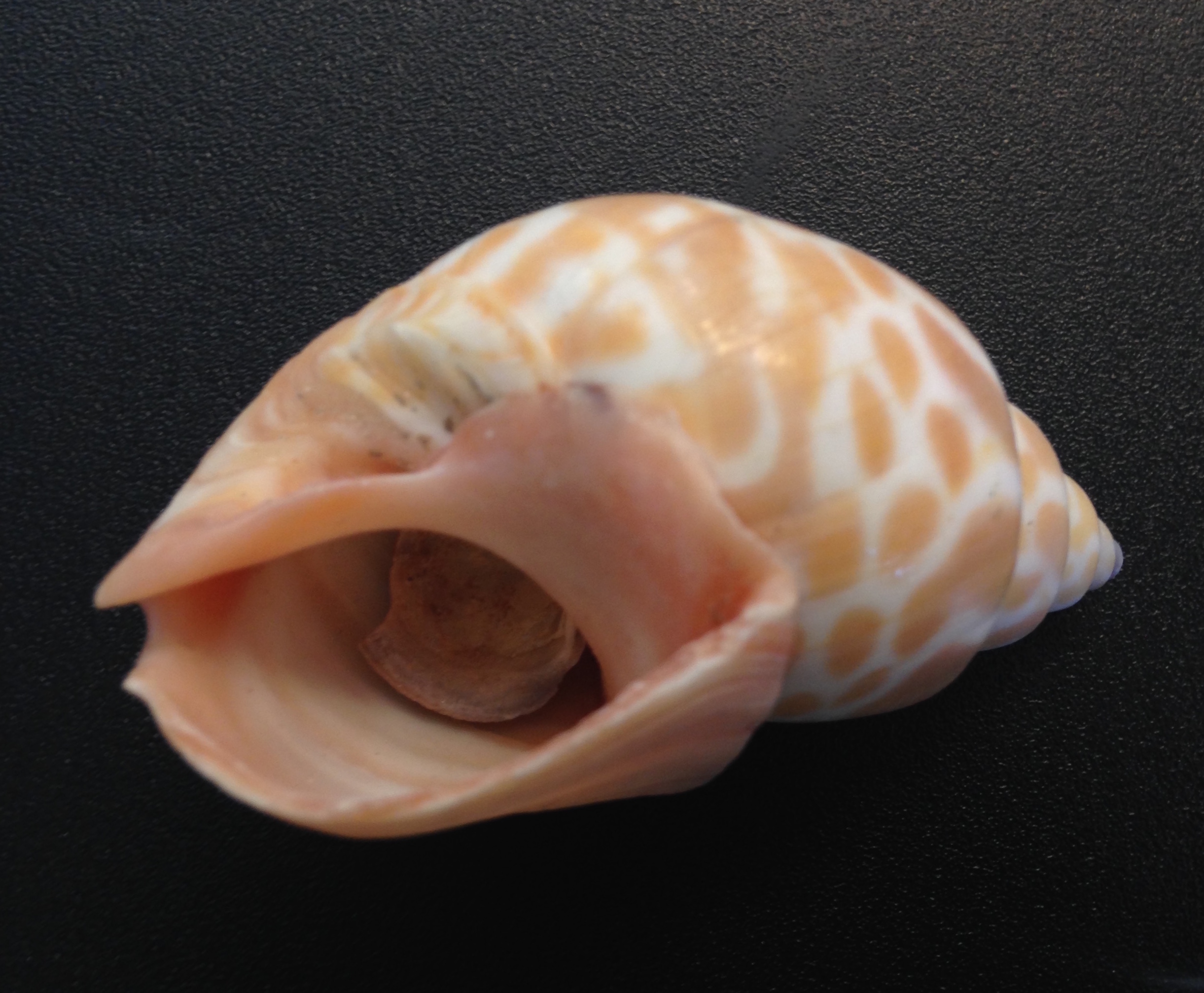 shell ear
