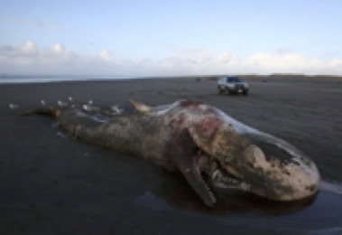 dead sperm whale on beach